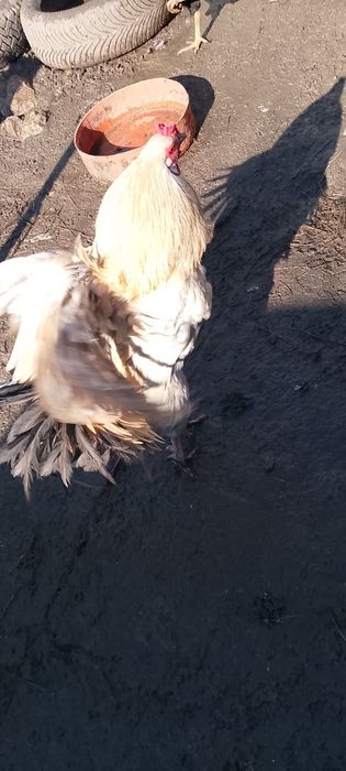 Vând o rață românească și un cocoș