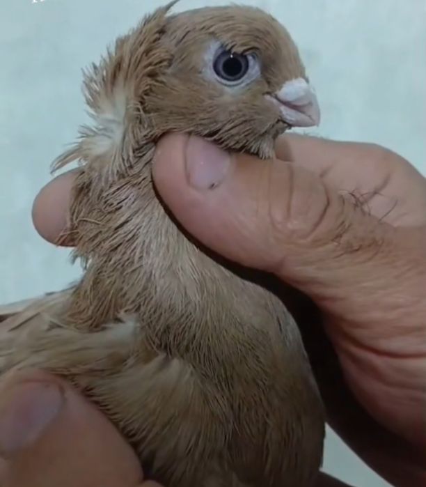 Продам голубей...