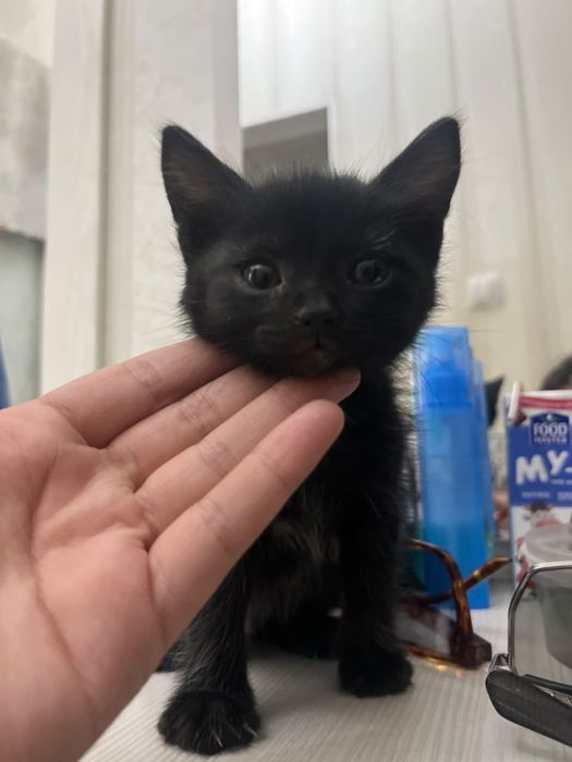 Отдадим котенка в добрые руки!