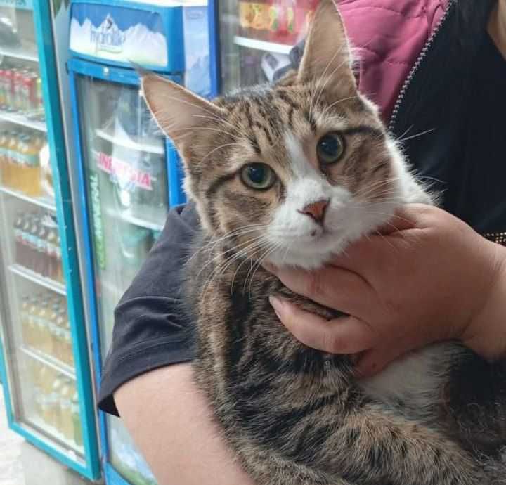 Отдам даром в хорошие руки