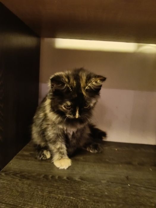 Котёнок девочка 2,5 месяца.