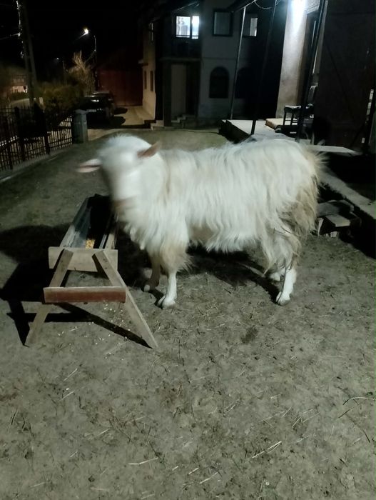 Țap de vânzare, 2 ani, Vișeu de Jos, sănătos și bine întreținut