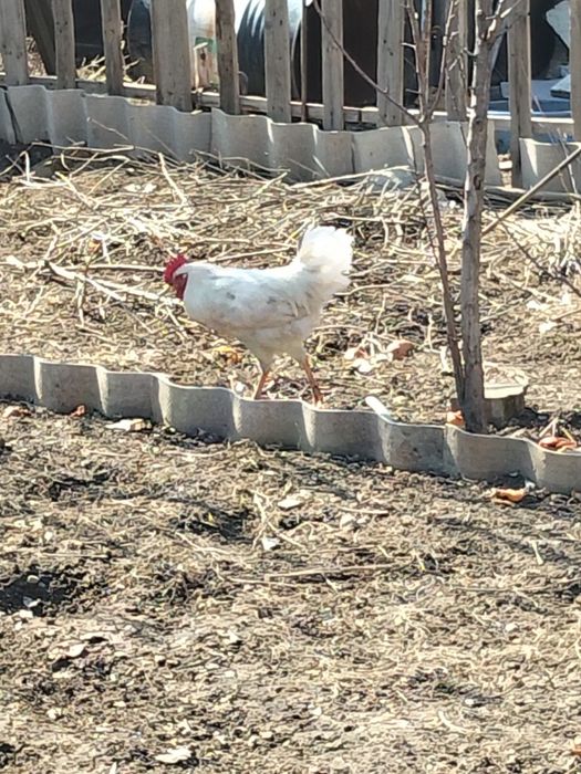 Моладых Петушков