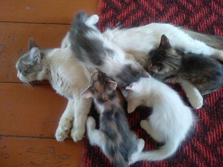 Mushuklar yaxshi qo’llarga beriladi bepul