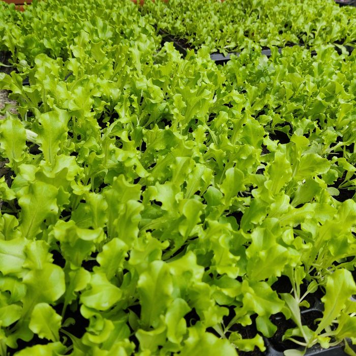 Разсад салата (маруля) Фънфикс и Маритима.