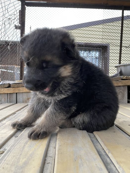 Щенки немецкой овчарки