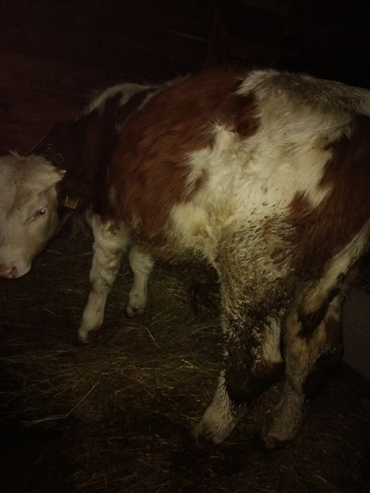 Trei taurasi si o vitica de vanzare