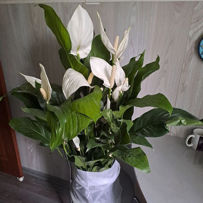 Продам женское счастье