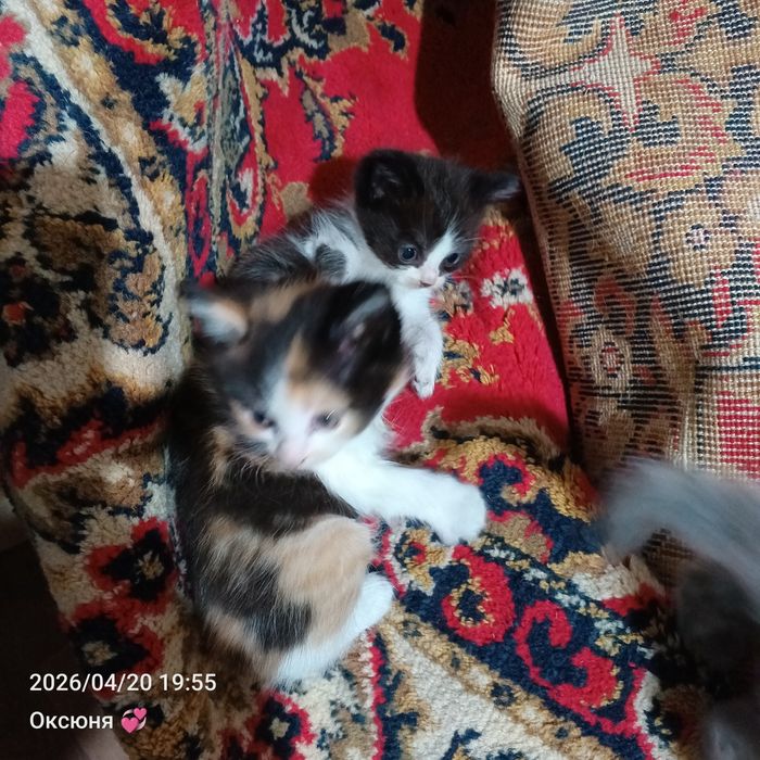 Котята сибирские