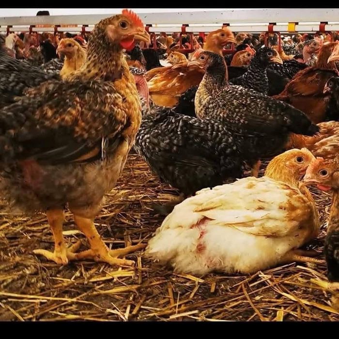 De vamzare puii rasa mixta si albi de carne pt detali la nr