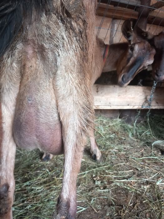 Vand  sau schimb 8  capre sannen și alpina franceză