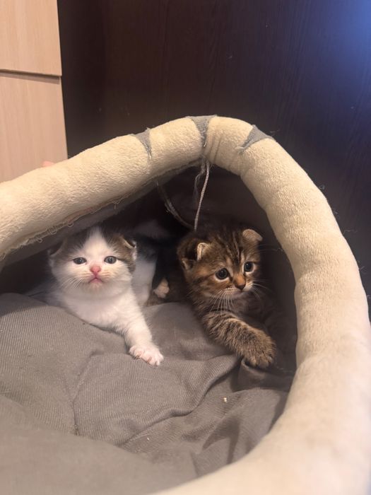 Продаются милые котята
