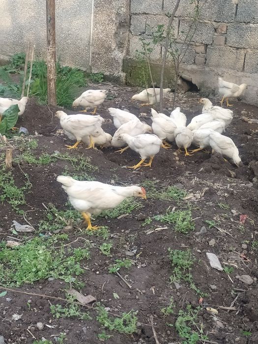 2 oyli tuxum qoyadigan jojalar