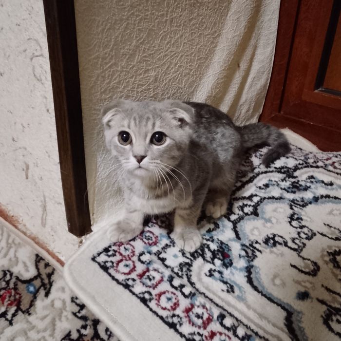Шотландский кошка 3 месяца