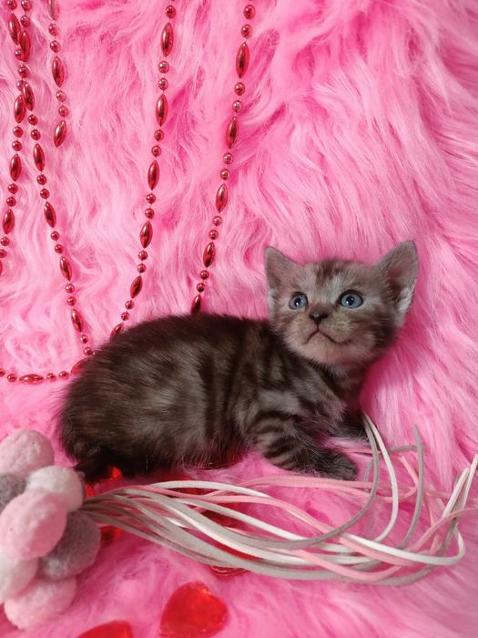 Продам котенка шотландка+бенгал