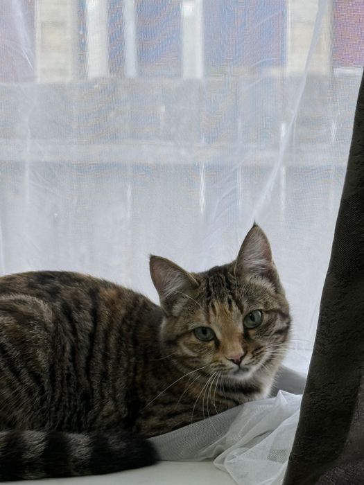 отдам кошку в хороший руки кошечку