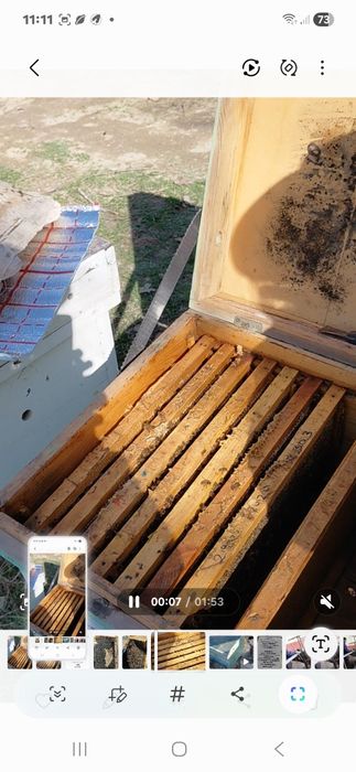 Асалари оиласи сотилади