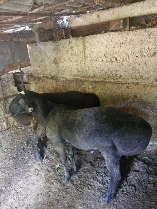 Qoʻy sotiladi sogʻlom 2 dona jivoy ves 70 kg