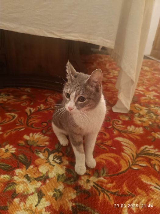 Домашние мушук йокимтой йош еркак йоки айол