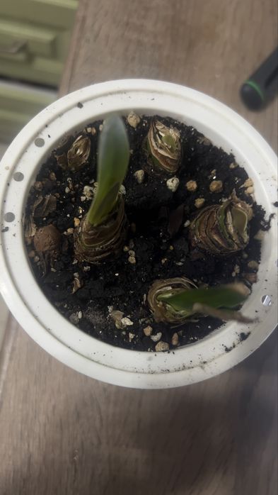 Гиппеаструм, луковицы