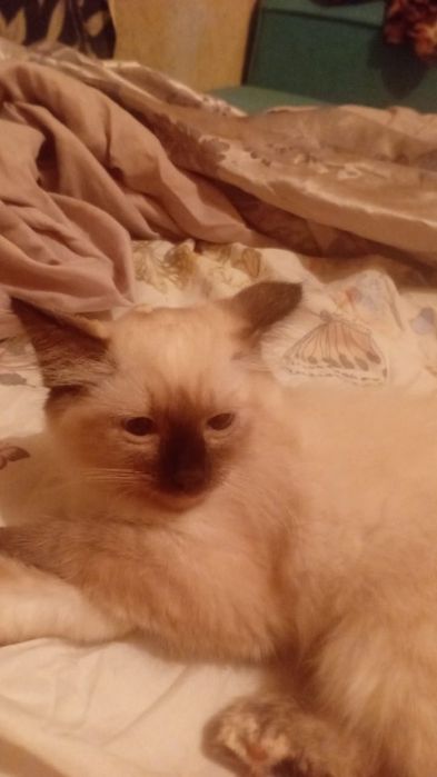 Котята сеамские 2вое девочек