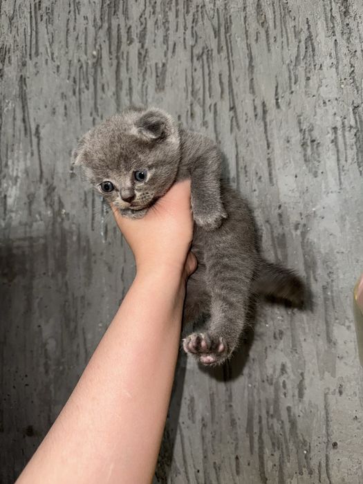 skotish fold 1.5oylik sotiladi bolalari