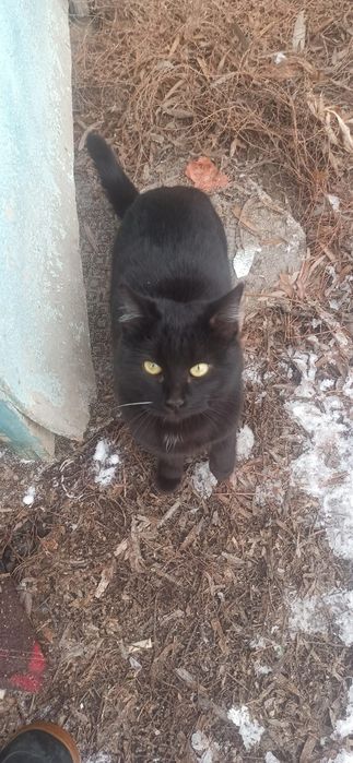 Котенок ищет семью