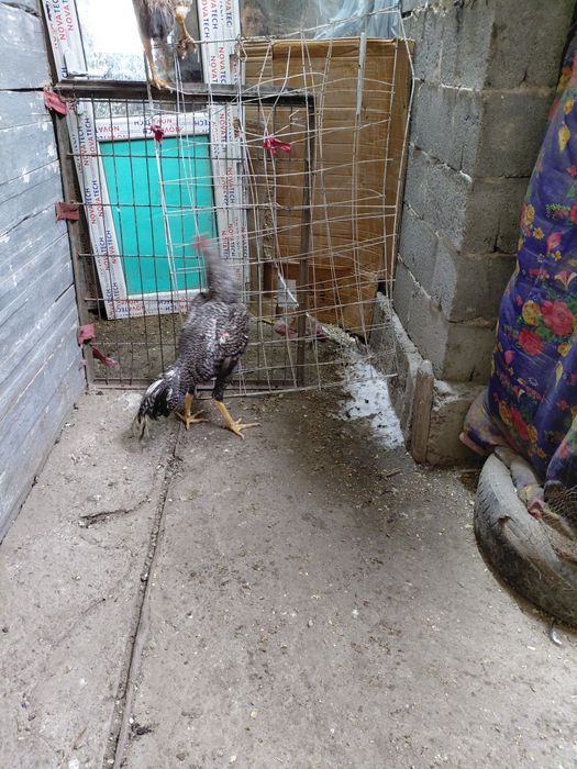 Дакан продам продам