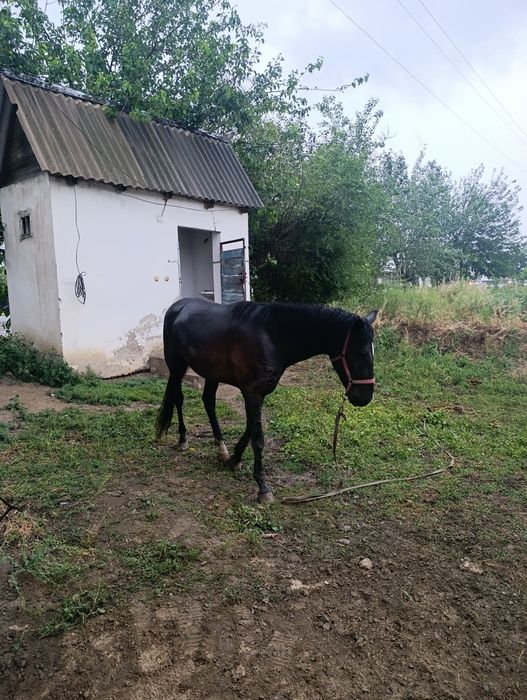 2.5жасар тай сатылады