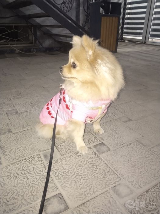 Продаётся собака Шпиц