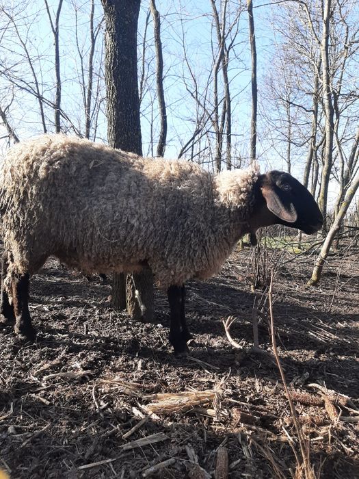 Vând 6 oi 3 fatate și 3 urmează sa fete