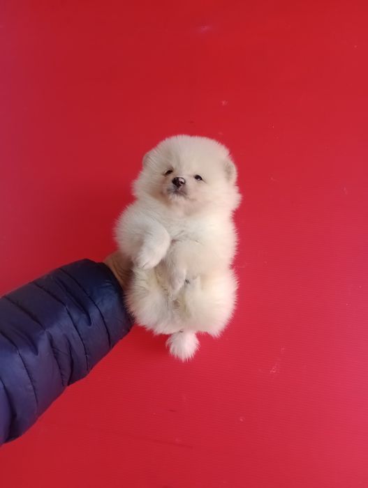 Померани. Момченца и момиченца. Померан. Реални снимки!