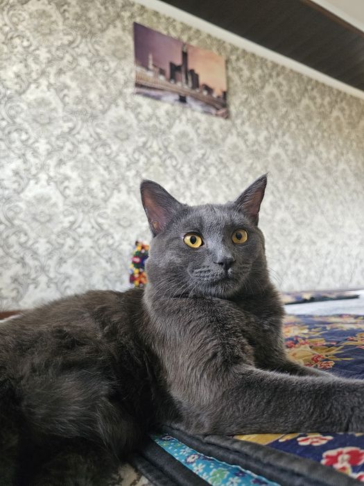 Vyazka qoʻshishga scottish straight bepul