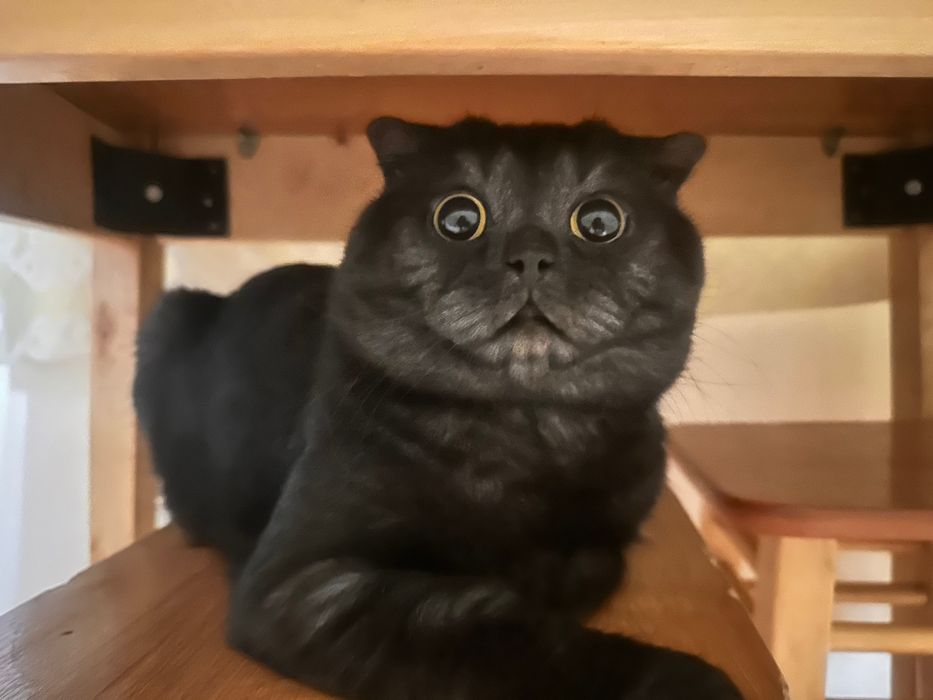 Вязка ищем девочку