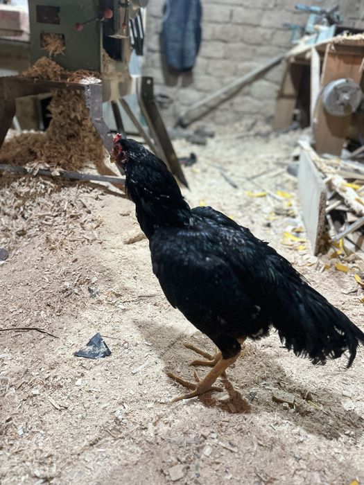 дакан қораз сатылады