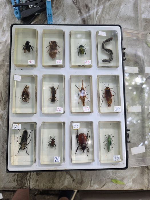 Vand 5 insectare
