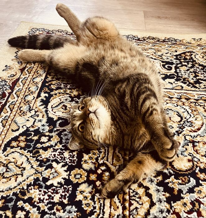 Шотландская кошка вислоухая