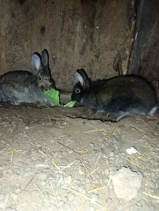 Erke quyonla sotiladi