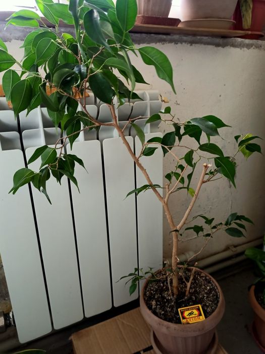 Домашние цветы на выбор