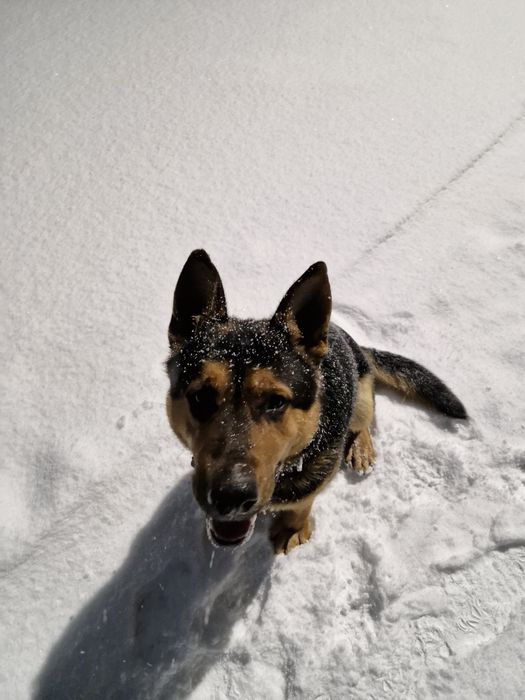 Вязка ВЕО. Молодой кабель