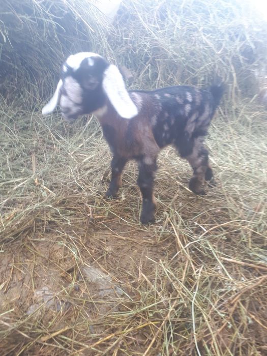 Козлята  Анло нубийские.