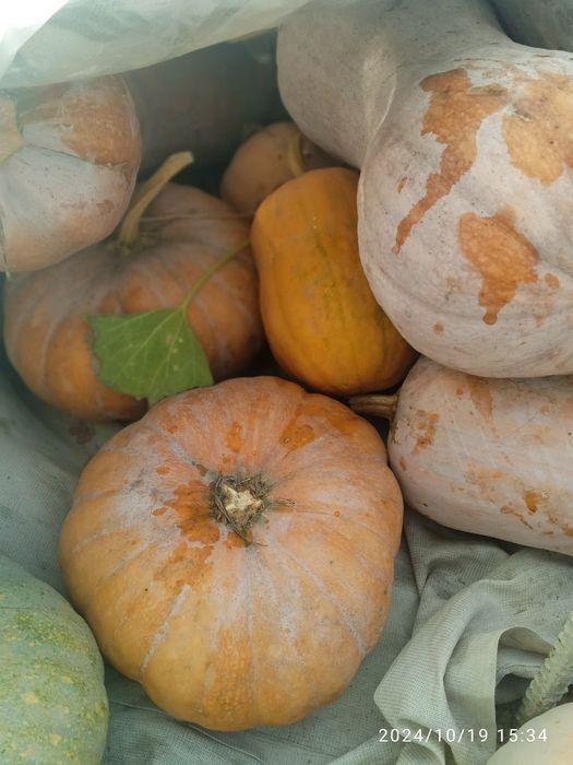 Qovoqlar optom narxlarda