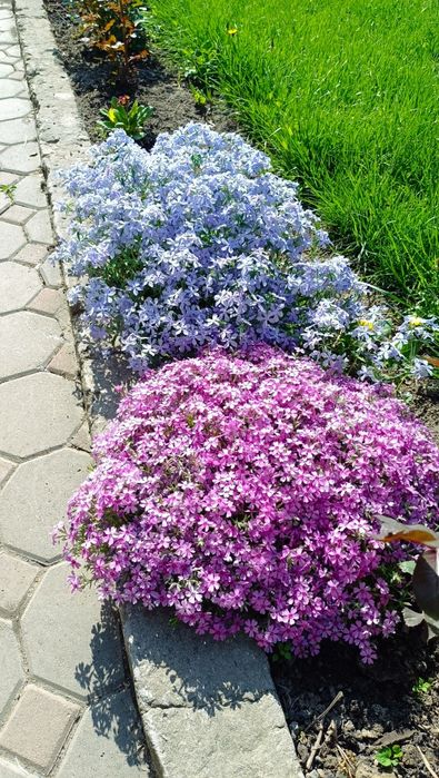 Флокс шиловидный, монарда, ромашка,