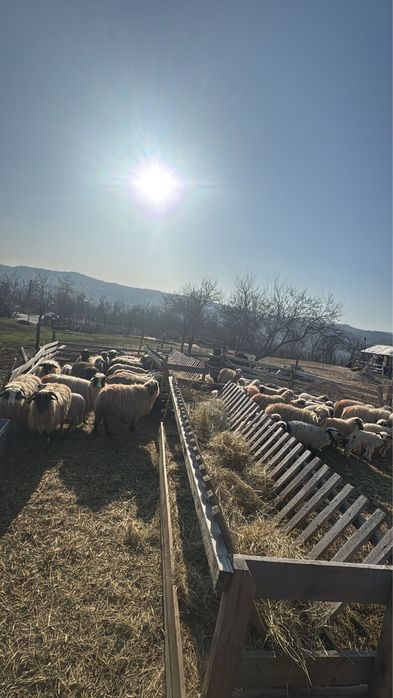 Vand oi cu miei 45 bucati