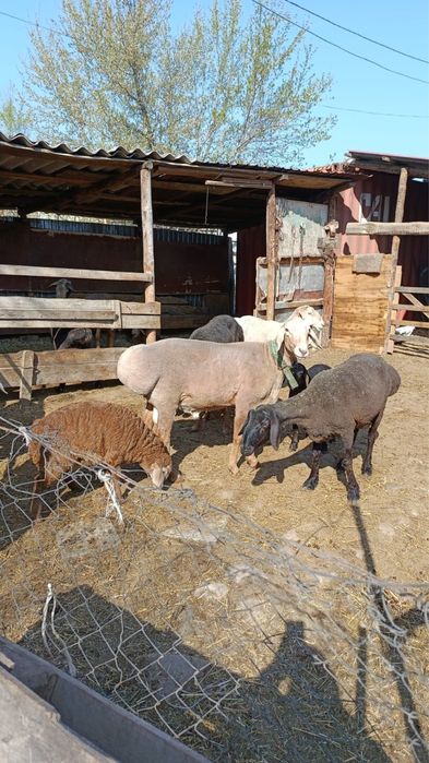 Продам баранов (гиссары)
