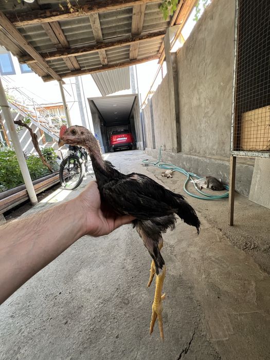 Dakan jojalar may oyini oxirida ochilgan