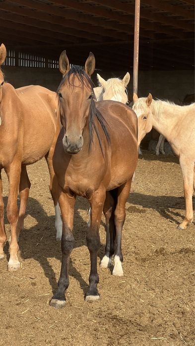 Жеребец, кунан, тай, айгыр, ат, лошадь