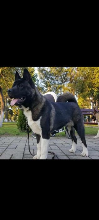 Femela  akita american pedigree tip A