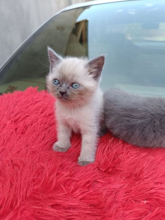 Scottish straight 1,5 oylik