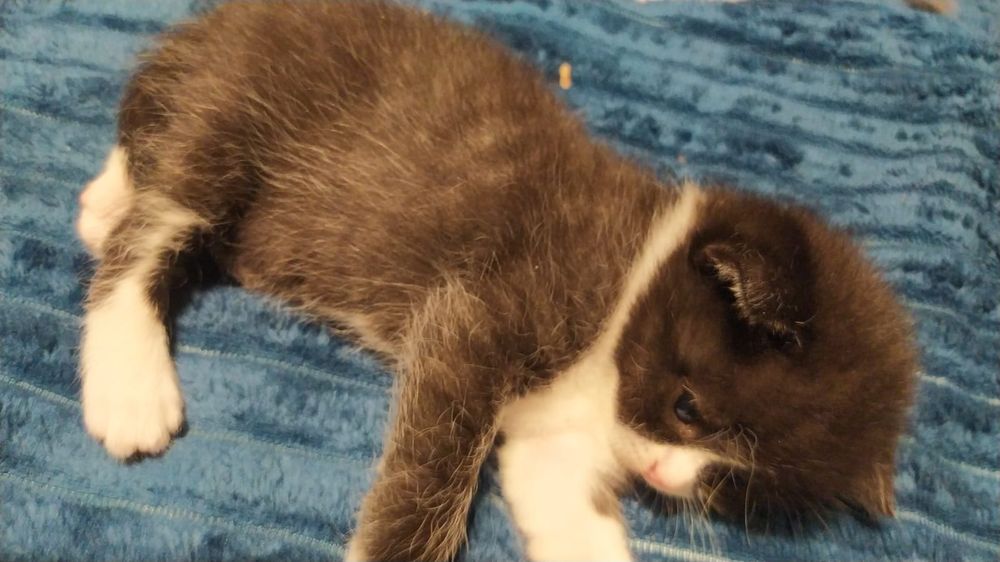 Вязка кот , шотландец Скоттиш-фолд